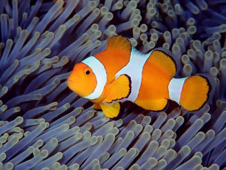 Un poisson clown