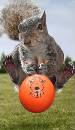 J'ai jamais vu un écureuil faire du ballon !!! lol !!!