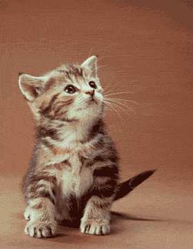 N'approche pas ou je te mort !!!!