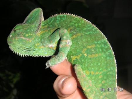 Un caméléon d'afrique .