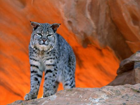 Lynx des neiges 