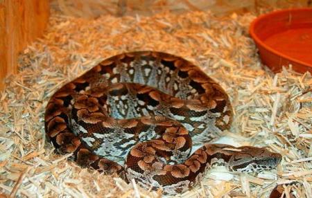 Boa