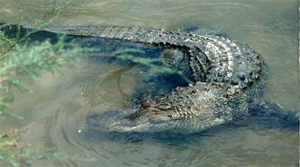 Un crocodile marin