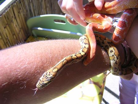 Mon cousin à des serpents qui sont comme sa !