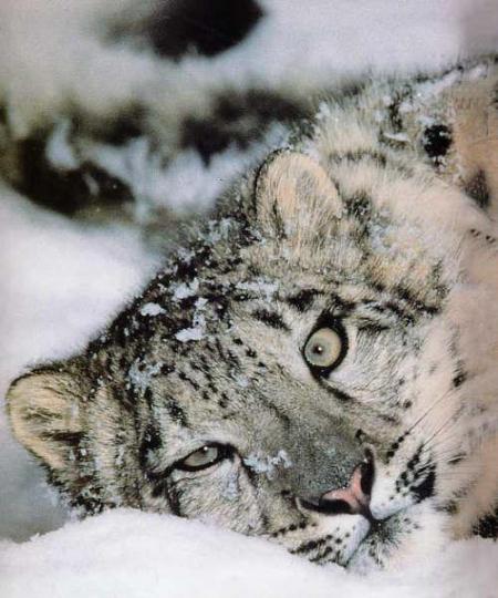 Une penthère des neiges